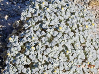 Psathyrotes ramosissima, photographed by Diana