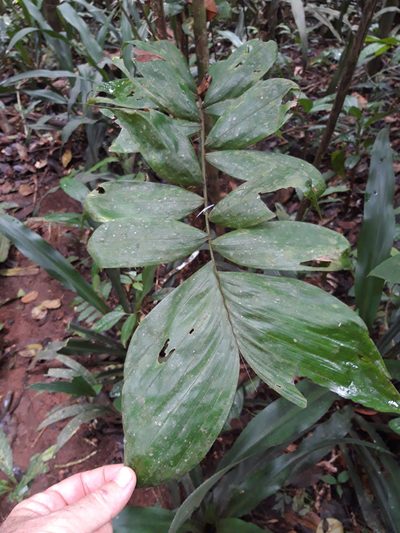 Bactris maraja, photographed by keesgroenendijk