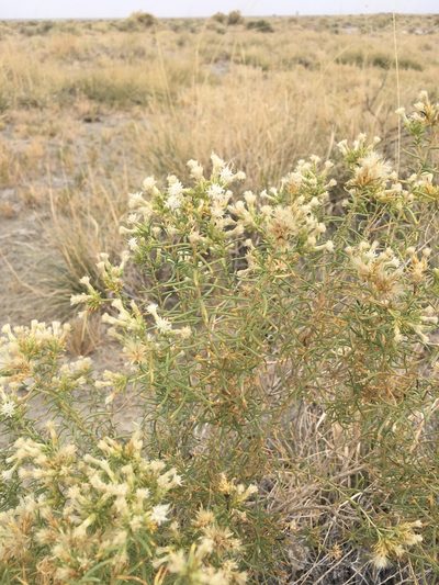 Ericameria albida, photographed by Steve Matson