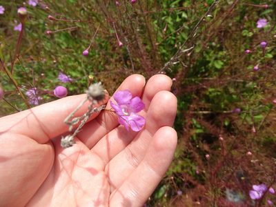 Agalinis filifolia, photographed by Michael W Belitz