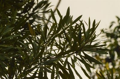 Labatia salicifolia, photographed by Andrea Gantzer