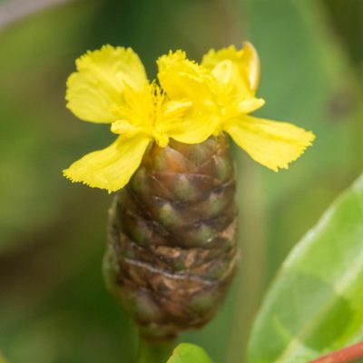 Xyris platylepis, photographed by Nash Turley