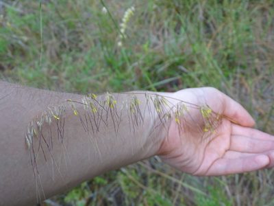 Sorghastrum secundum, photographed by Michael W Belitz