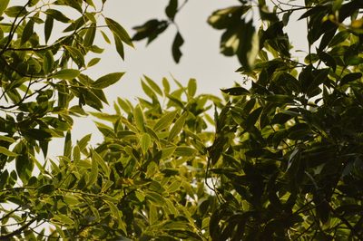 Ocotea acutifolia, photographed by Andrea Gantzer