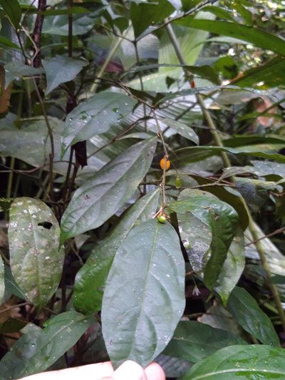 Lycianthes maxonii, photographed by keesgroenendijk