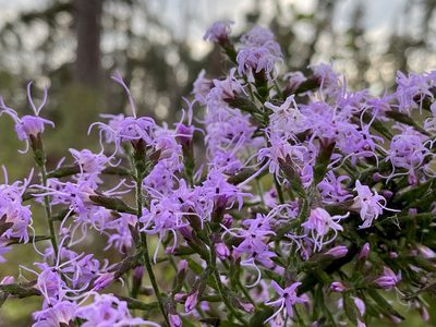 Liatris gracilis, photographed by Dwight Kingsbury