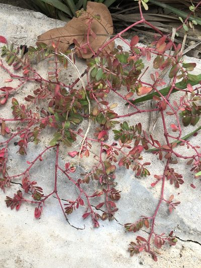 Euphorbia humifusa, photographed by Yi CHEN