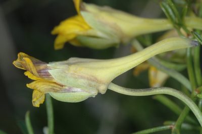 Tropaeolum porifolium, photographed by aacocucci