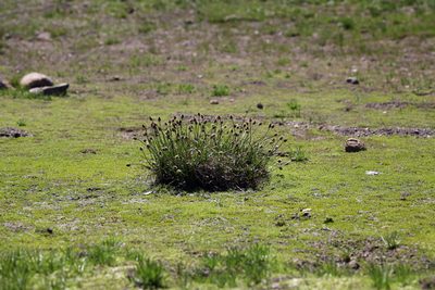 Carex vernacula, photographed by Steve Matson