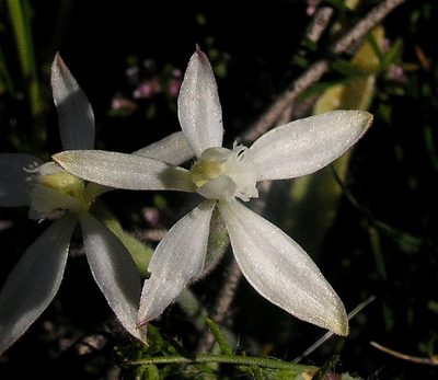 Caladenia marginata, photographed by desertnaturalist