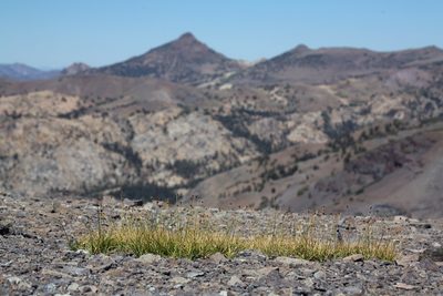 Carex vernacula, photographed by Steve Matson