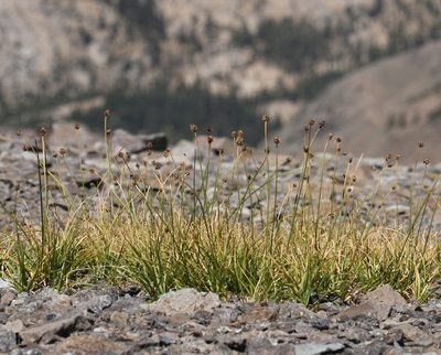 Carex vernacula, photographed by Steve Matson