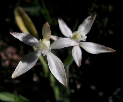 Caladenia marginata, photographed by desertnaturalist