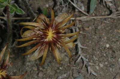 Hamadryas delfinii, photographed by aacocucci