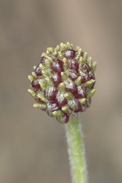 Hamadryas delfinii, photographed by aacocucci