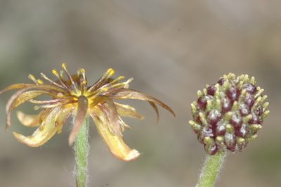 Hamadryas delfinii, photographed by aacocucci