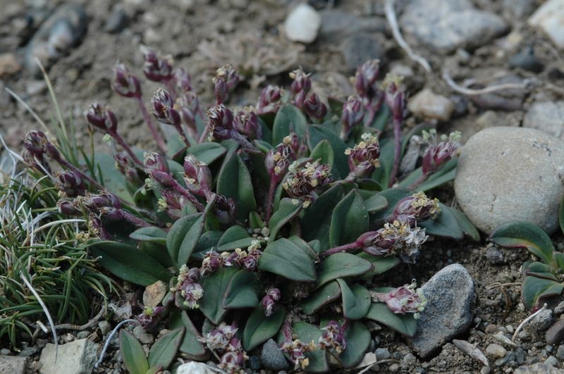 Plantago tehuelcha, photographed by aacocucci