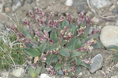 Plantago tehuelcha, photographed by aacocucci