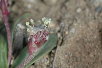 Plantago tehuelcha, photographed by aacocucci