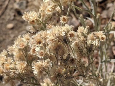 Pseudognaphalium beneolens, photographed by Zoltán Stekkelpak