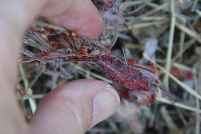 Eriogonum gracile, photographed by Millie Basden