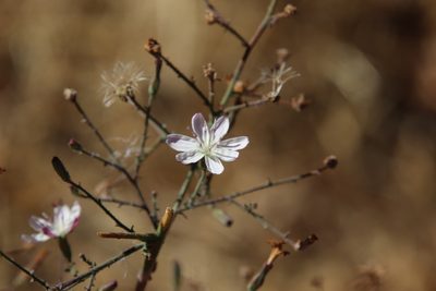 Stephanomeria exigua, photographed by Millie Basden