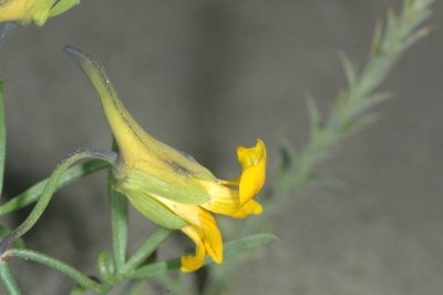 Tropaeolum porifolium, photographed by aacocucci