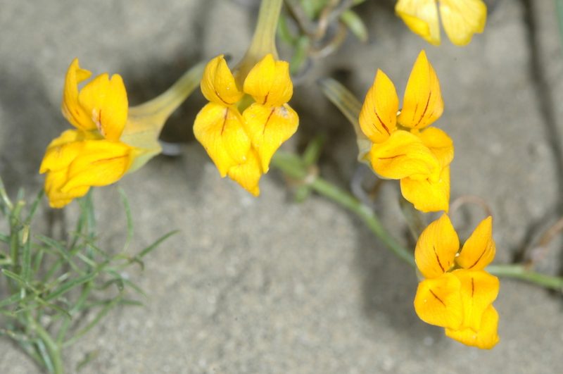 Tropaeolum porifolium, photographed by aacocucci