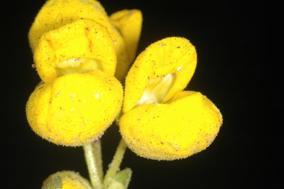 Calceolaria volckmannii, photographed by aacocucci