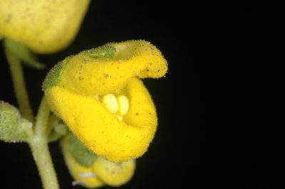 Calceolaria volckmannii, photographed by aacocucci