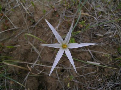 Tristagma patagonicum, photographed by aacocucci