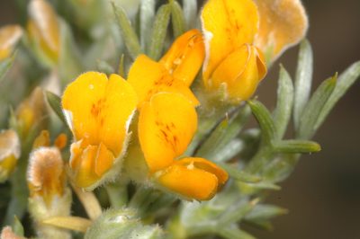 Anarthrophyllum rigidum, photographed by aacocucci