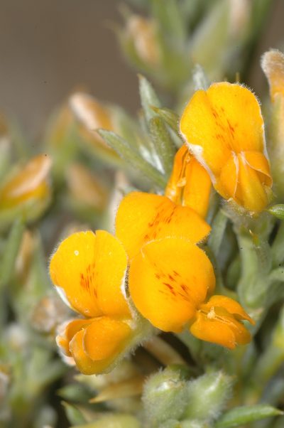 Anarthrophyllum rigidum, photographed by aacocucci