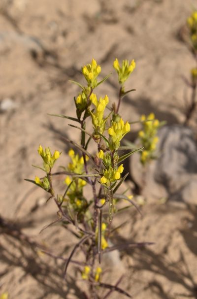 Orthocarpus tolmiei, photographed by Gail A Baker