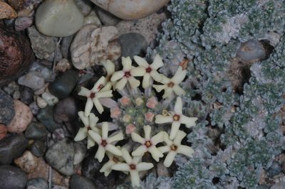 Junellia morenonis, photographed by aacocucci