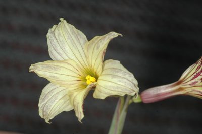 Olsynium biflorum, photographed by aacocucci