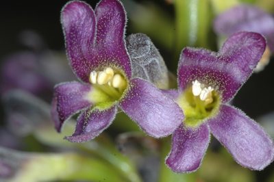 Monttea aphylla, photographed by aacocucci