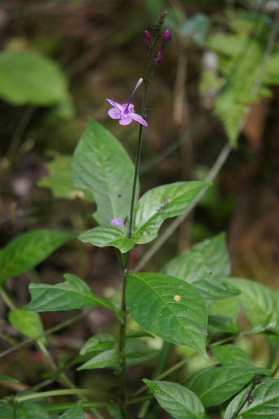 Pseuderanthemum cuspidatum, photographed by Juan Carlos Pérez Magaña