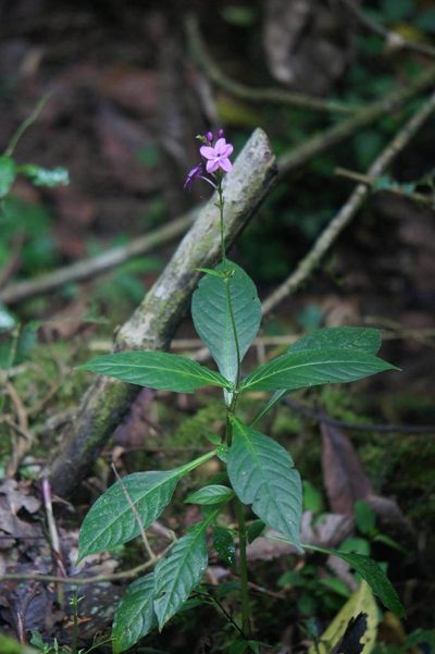 Pseuderanthemum cuspidatum, photographed by Juan Carlos Pérez Magaña