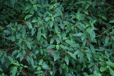 Miconia cornoides, photographed by Juan Carlos Pérez Magaña