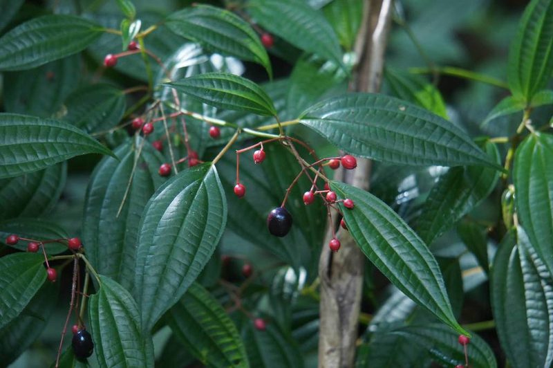 Miconia cornoides, photographed by Juan Carlos Pérez Magaña