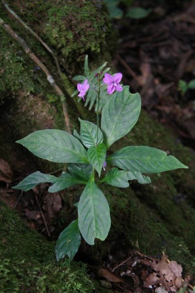 Pseuderanthemum cuspidatum, photographed by Juan Carlos Pérez Magaña