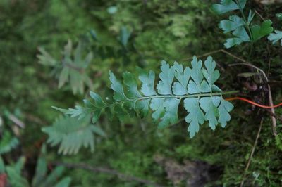 Asplenium praemorsum, photographed by Juan Carlos Pérez Magaña