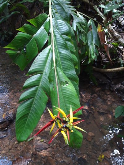 Heliconia vaginalis, photographed by keesgroenendijk