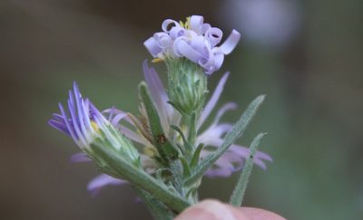 Symphyotrichum defoliatum, photographed by Millie Basden