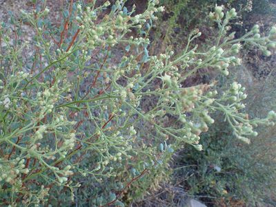 Baccharis plummerae, photographed by George Williams