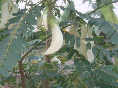 Sesbania grandiflora, photographed by Muhammad Malik Ali