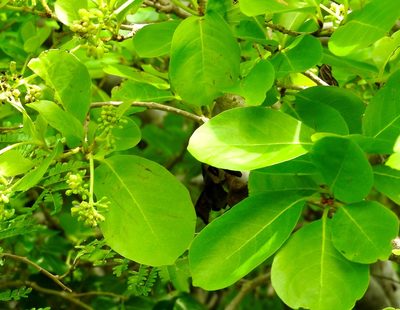 Coccoloba barbadensis, photographed by Francisco Farriols Sarabia