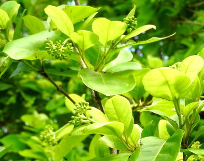 Coccoloba barbadensis, photographed by Francisco Farriols Sarabia