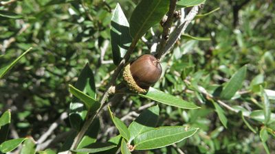 Quercus pringlei, photographed by Rogelio Reyna-Hernández